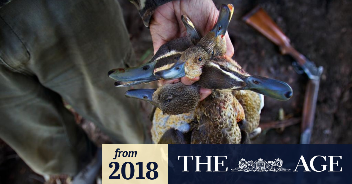 Game hunting regulator allows duck hunters to flout laws